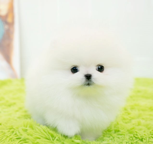 comprar cachorros sanos, baratos y asequibles para la venta